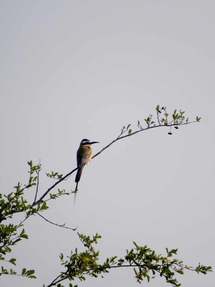 White-throated Bee-eater - ML620019029