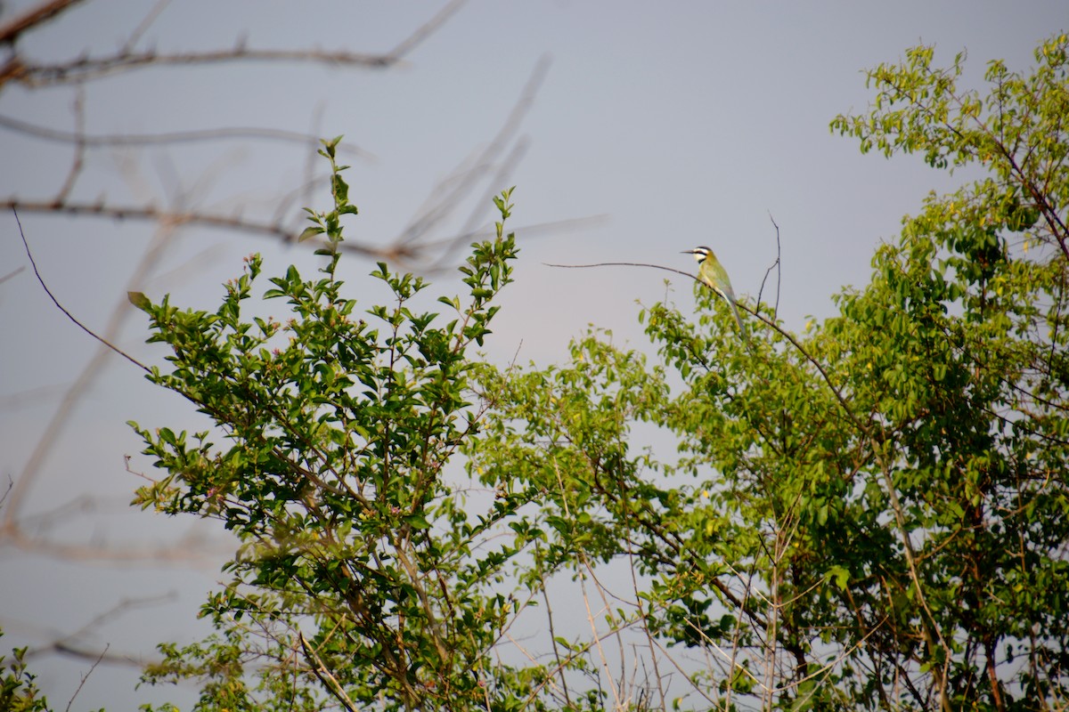 White-throated Bee-eater - ML620019030