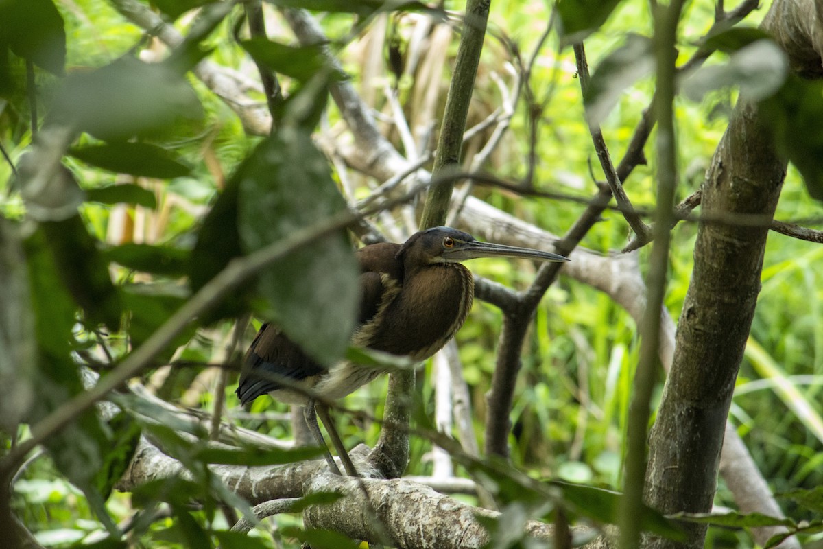 Garza Agamí - ML620019046