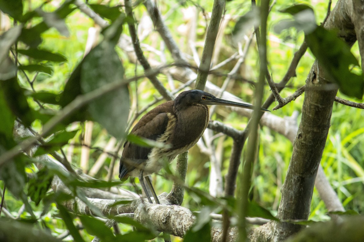 Agami Heron - Emilio Bejarano