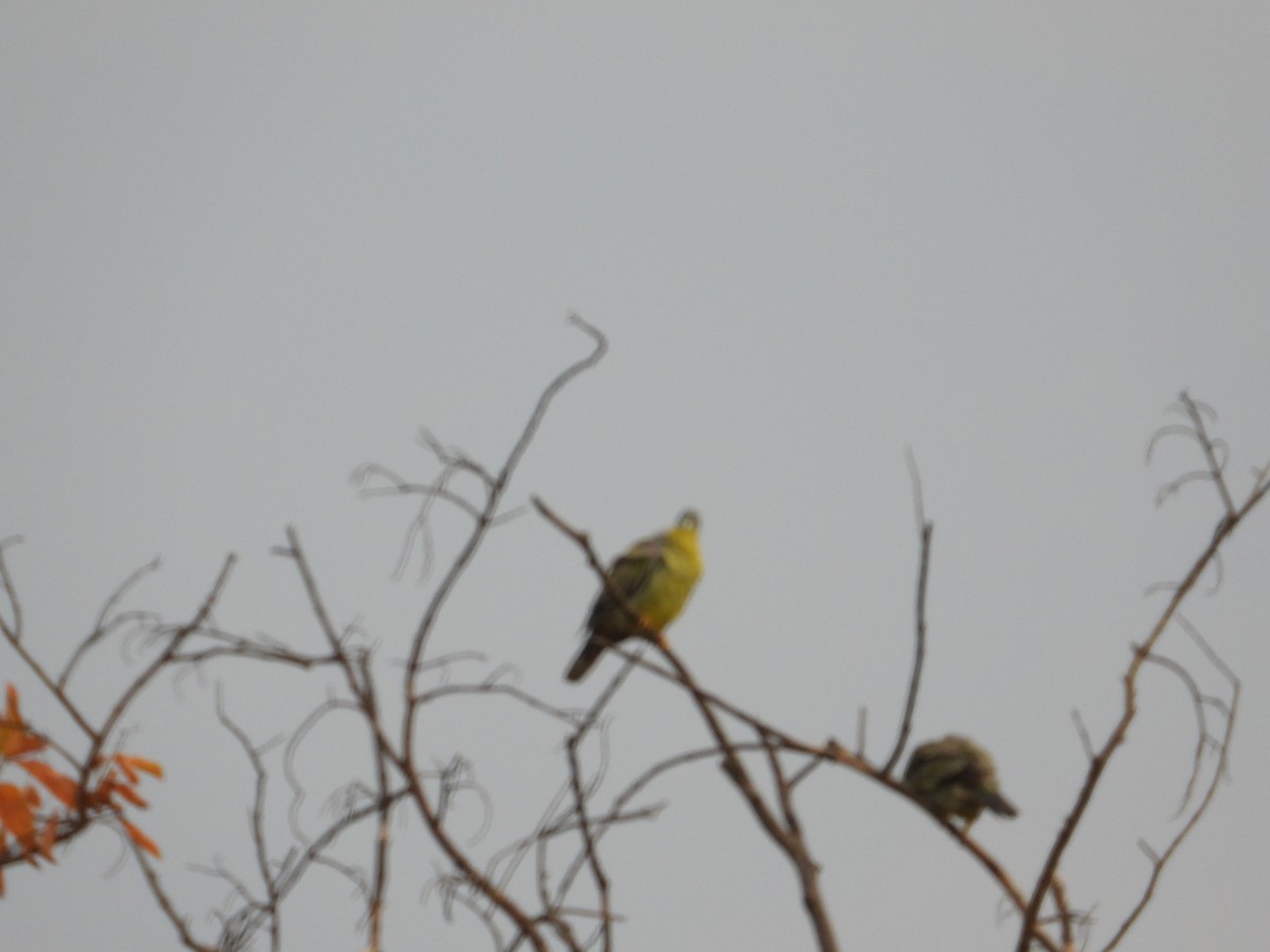 Yellow-footed Green-Pigeon - ML620019058
