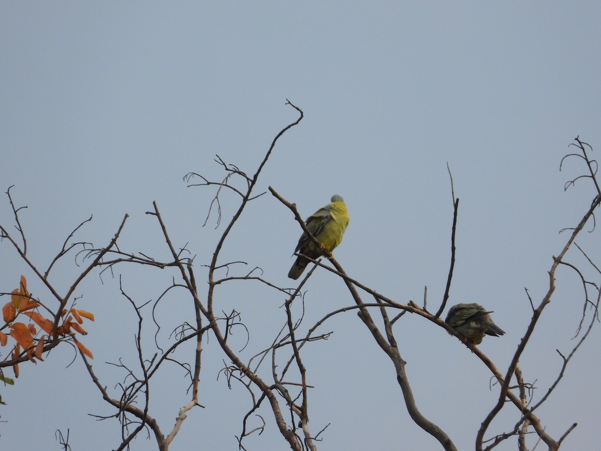 Yellow-footed Green-Pigeon - ML620019059