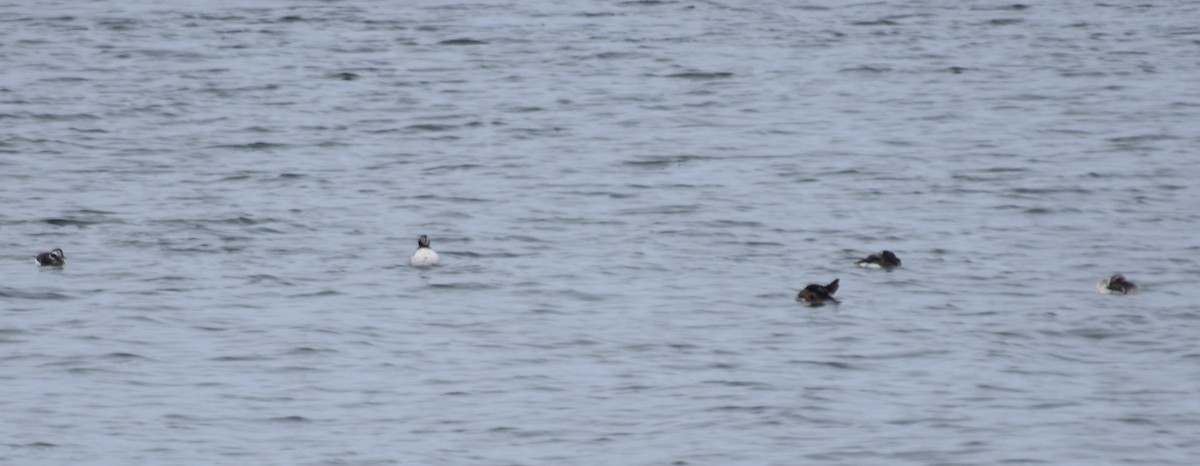 Long-tailed Duck - ML620019065