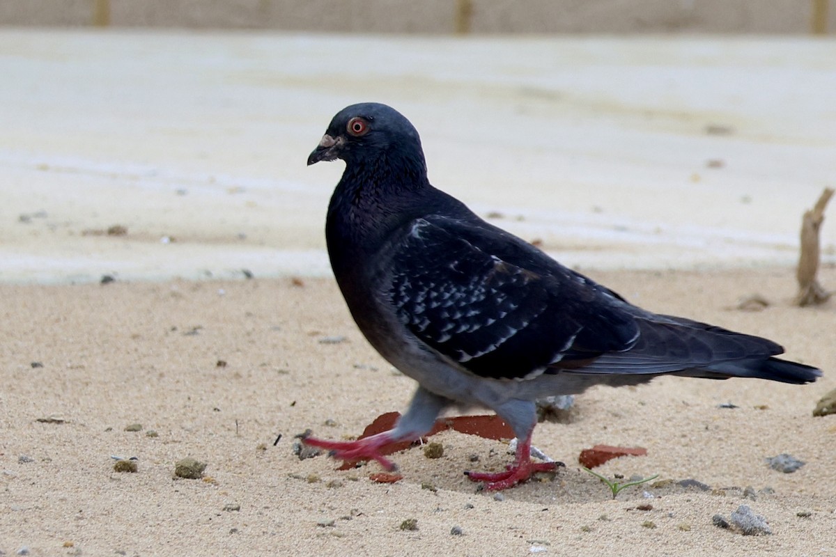 Rock Pigeon (Feral Pigeon) - ML620019103