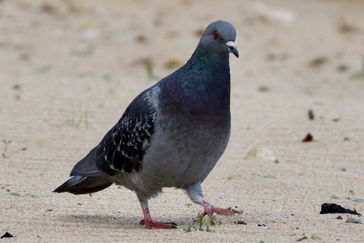 Rock Pigeon (Feral Pigeon) - ML620019104