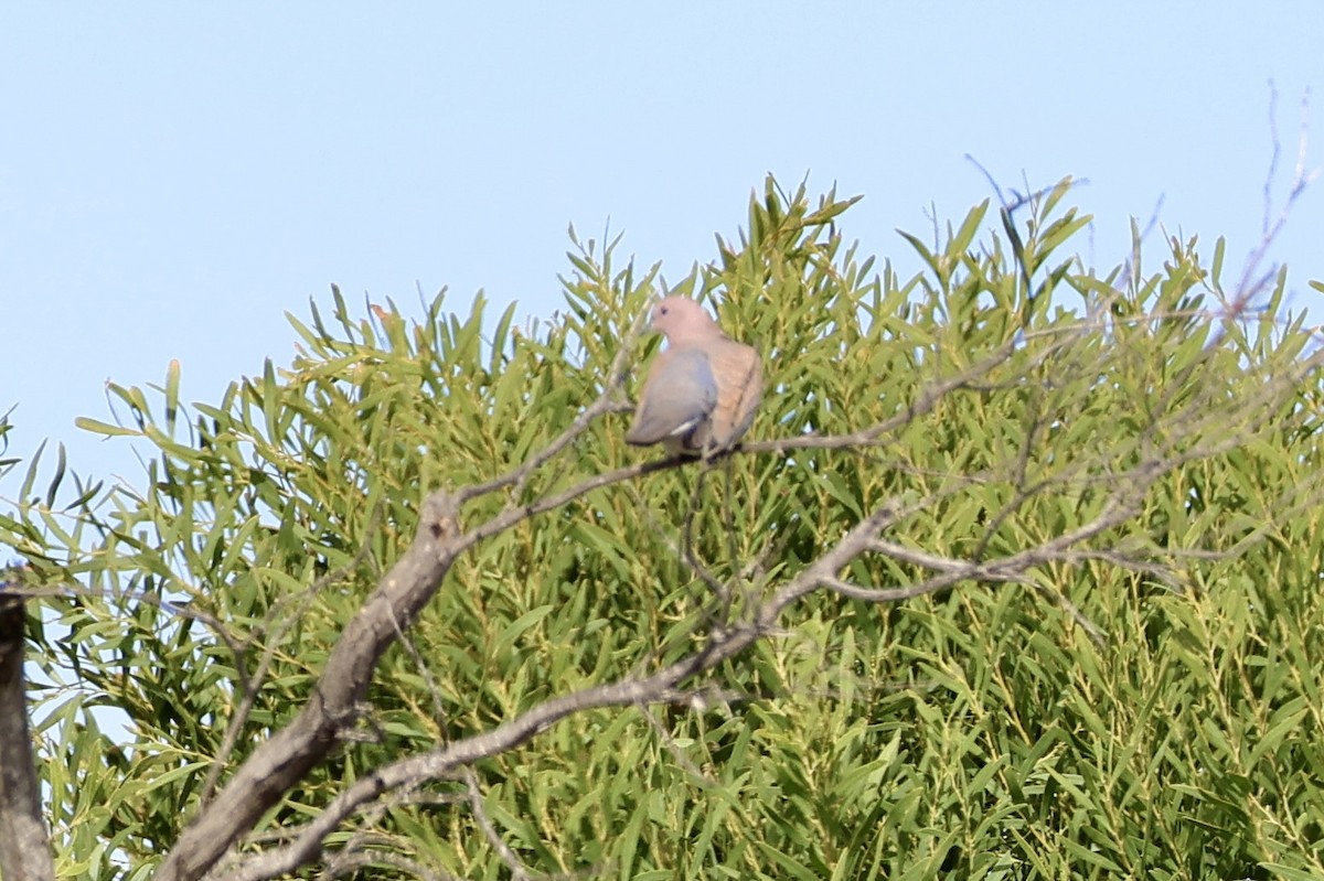 Laughing Dove - ML620019112