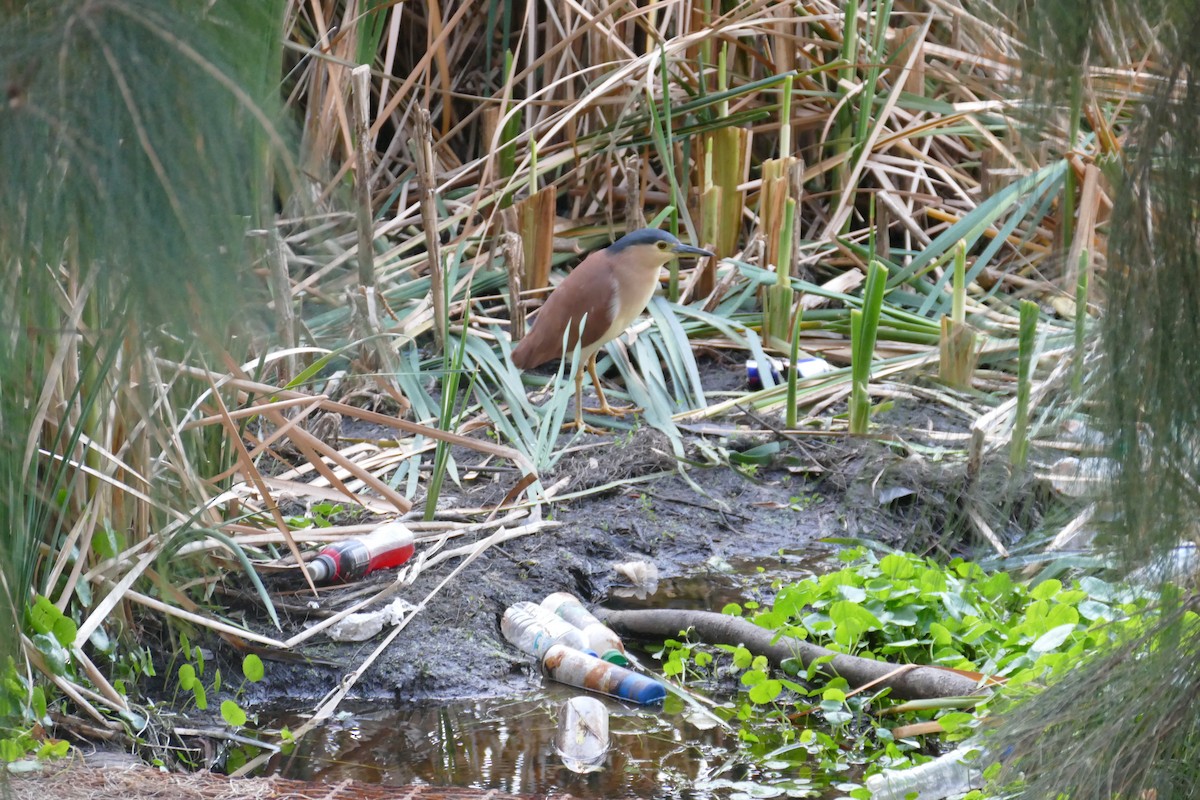 Nankeen Night Heron - ML620019117