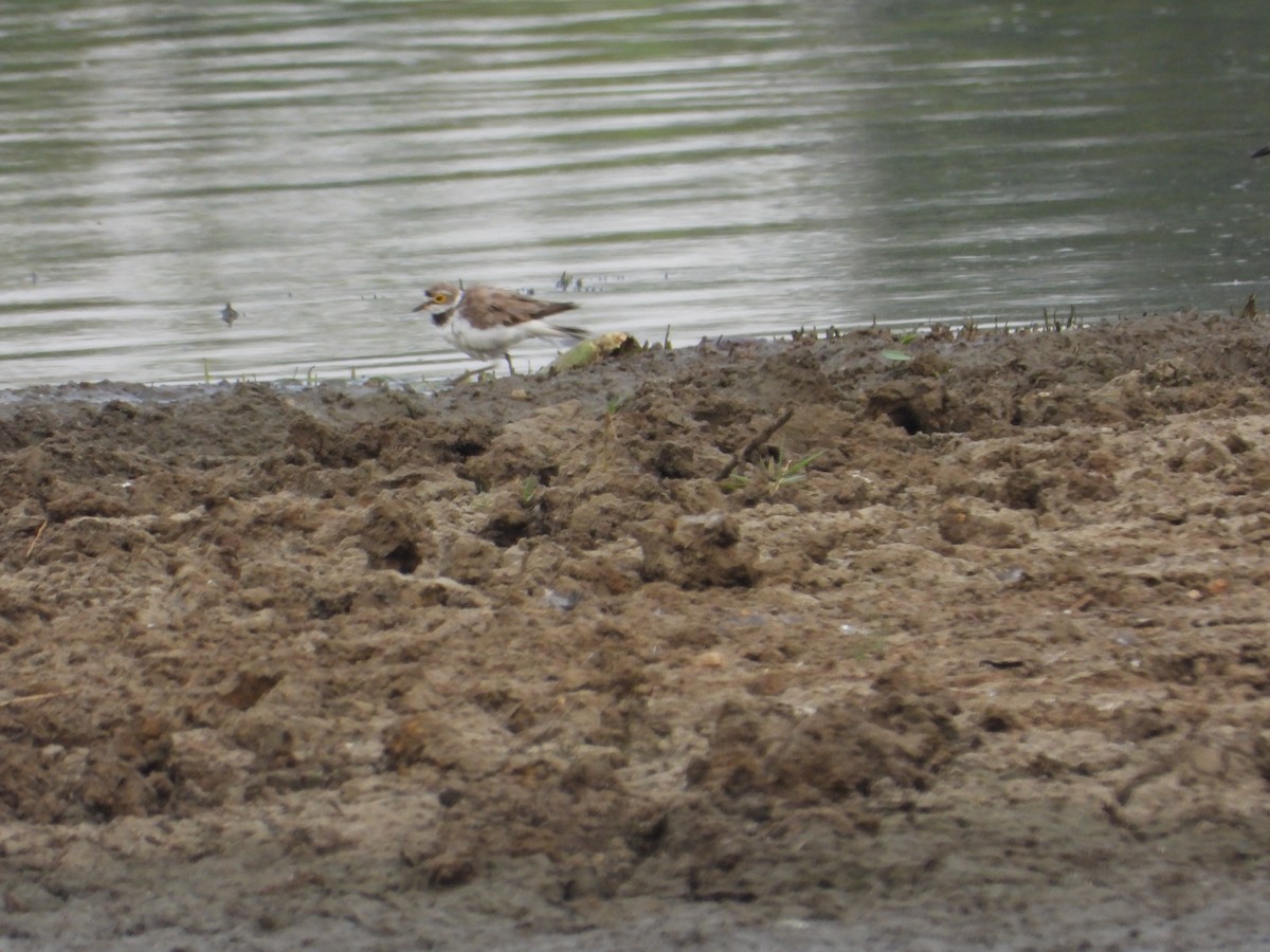 Little Ringed Plover - ML620019129