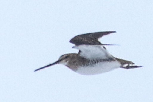 Common/Wilson's Snipe - ML620019136