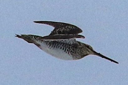 Common/Wilson's Snipe - ML620019138