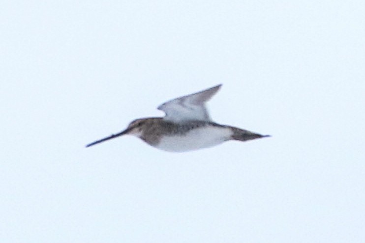 Common/Wilson's Snipe - ML620019139