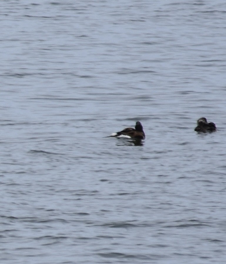 Long-tailed Duck - ML620019163