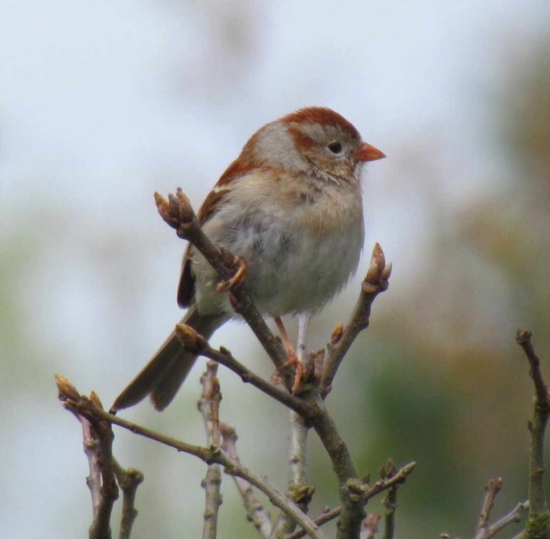 Field Sparrow - ML620019164