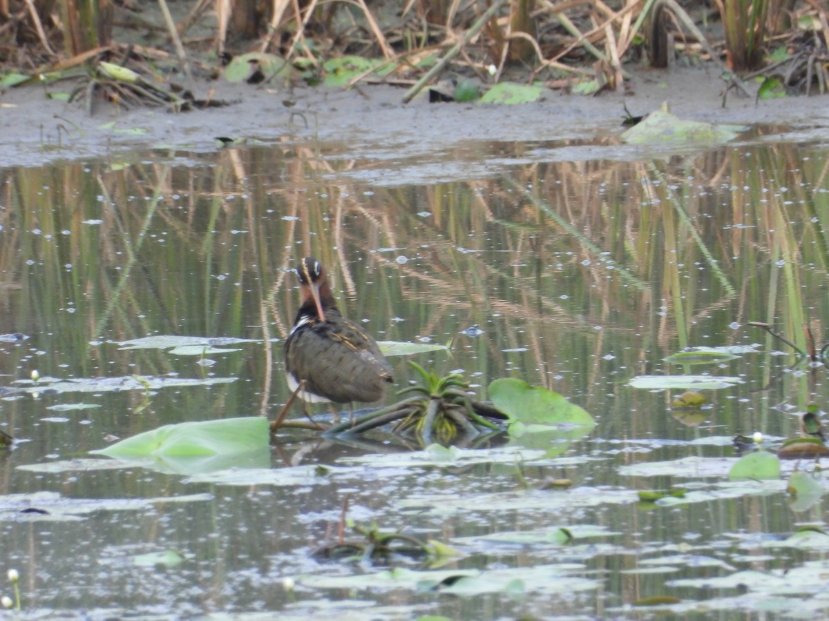 Greater Painted-Snipe - ML620019165