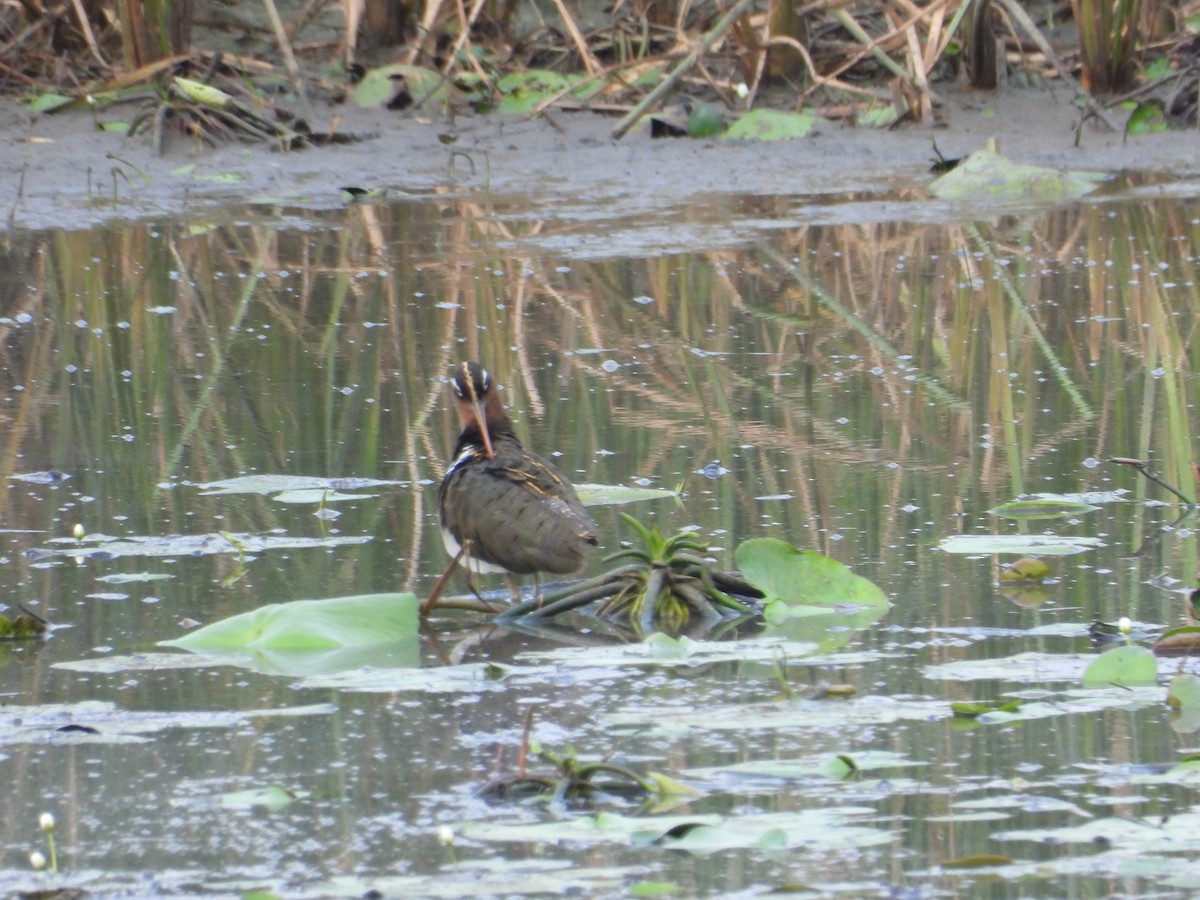 Greater Painted-Snipe - ML620019166