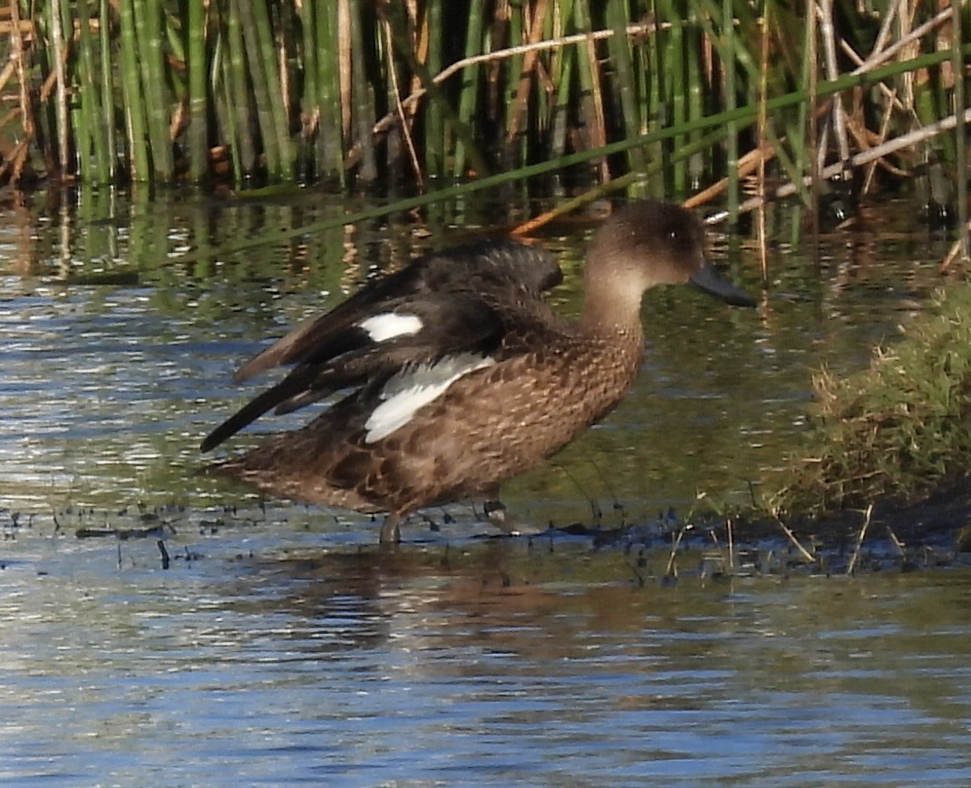 Chestnut Teal - ML620019169