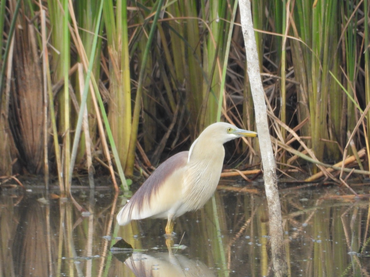Indian Pond-Heron - ML620019207
