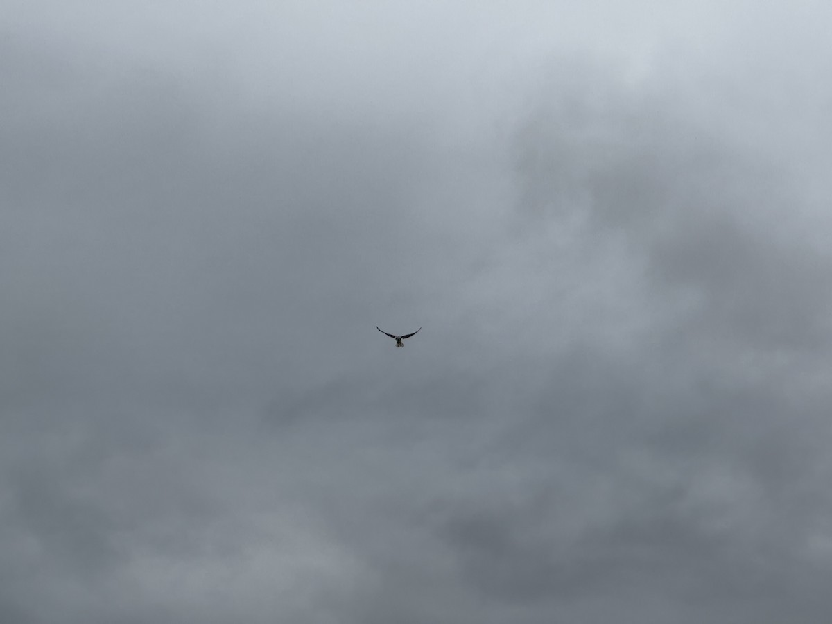 Black-shouldered Kite - ML620019216