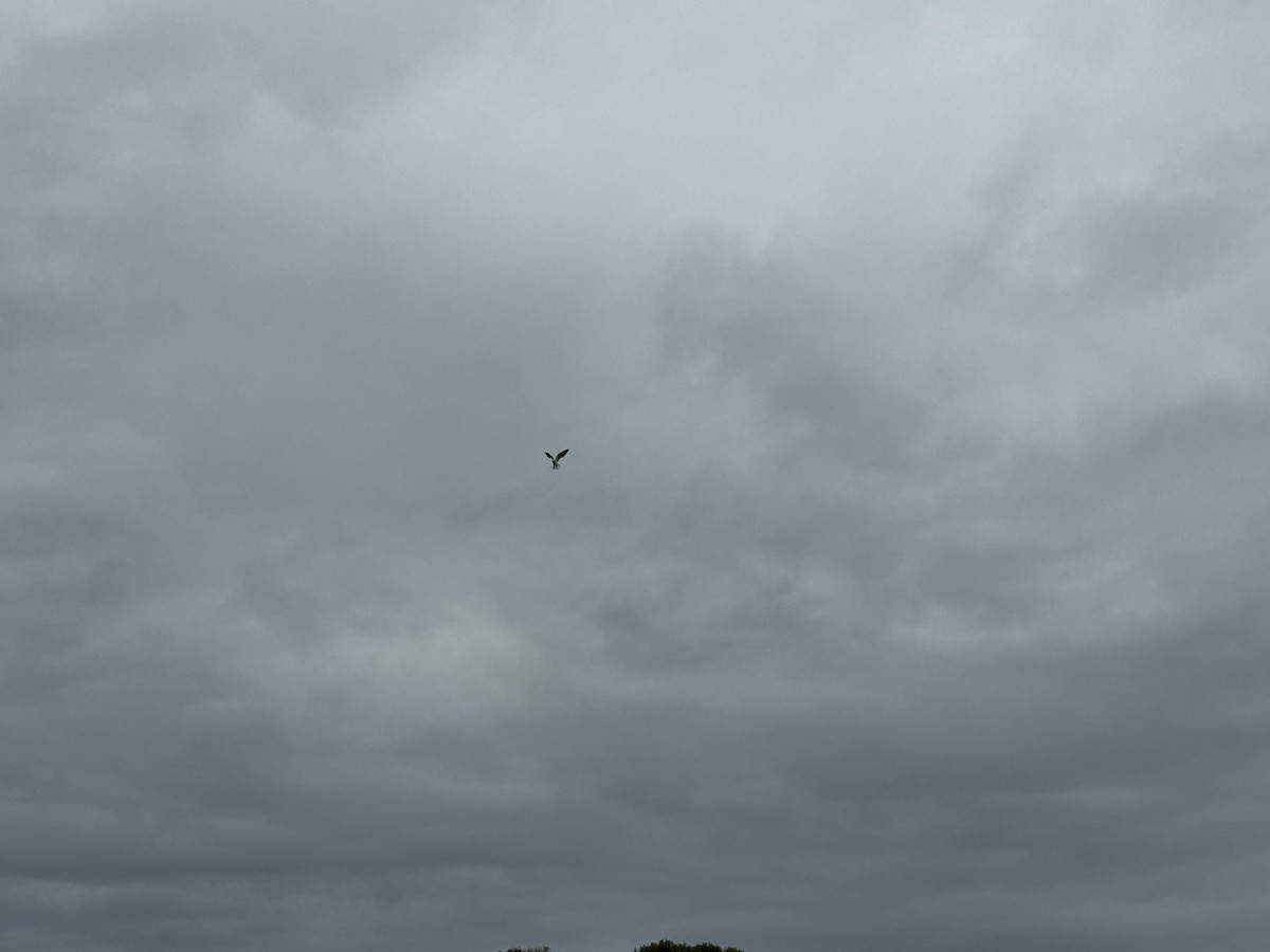 Black-shouldered Kite - ML620019217