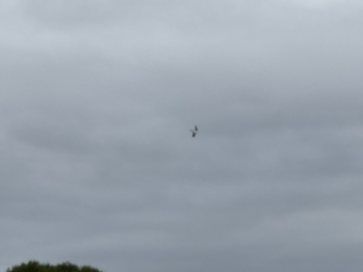 Black-shouldered Kite - ML620019218