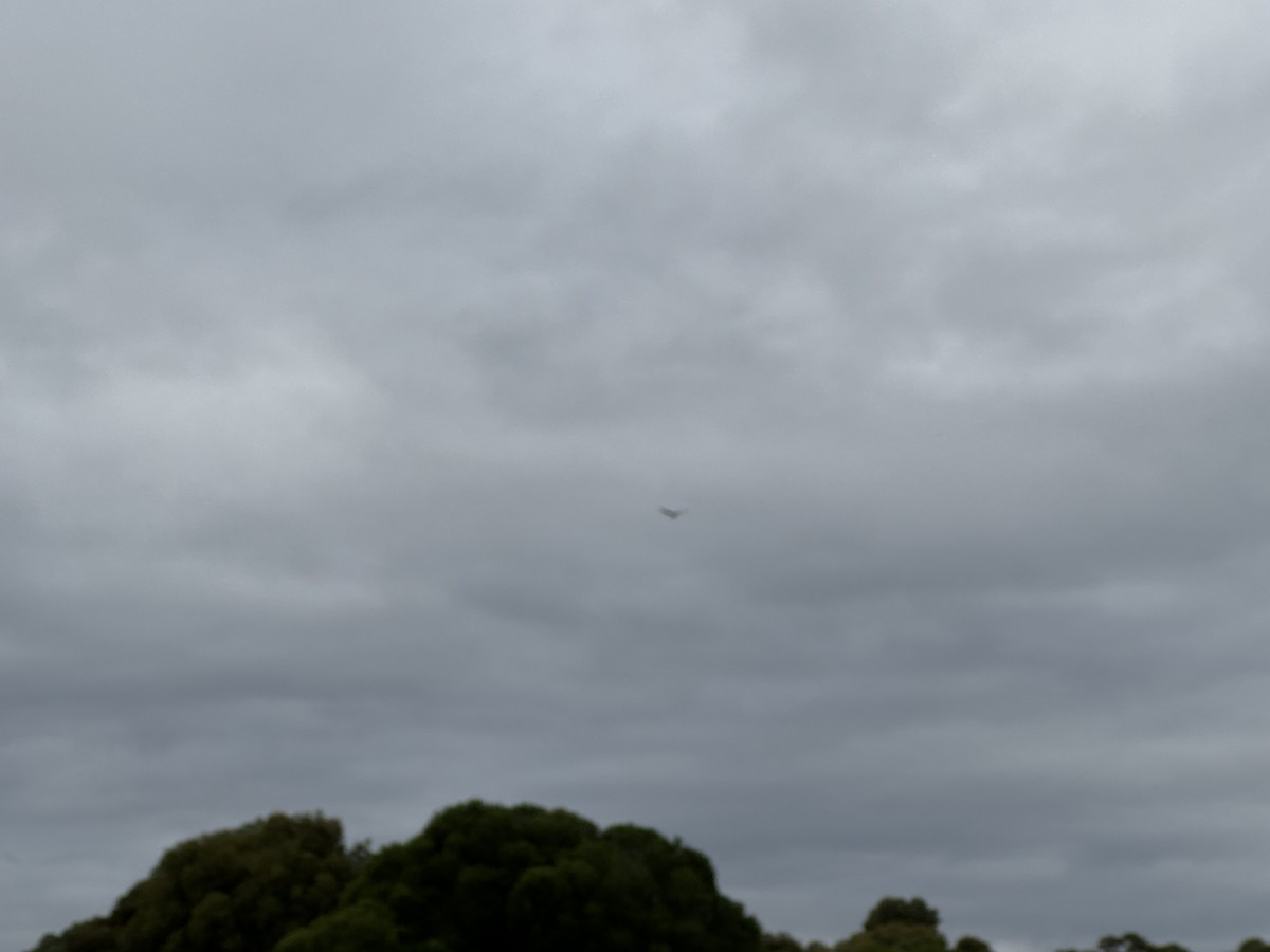 Black-shouldered Kite - ML620019219