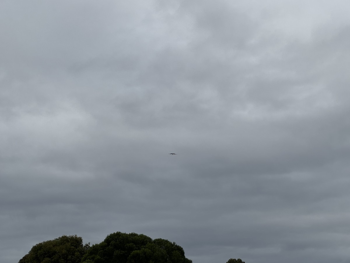 Black-shouldered Kite - ML620019220