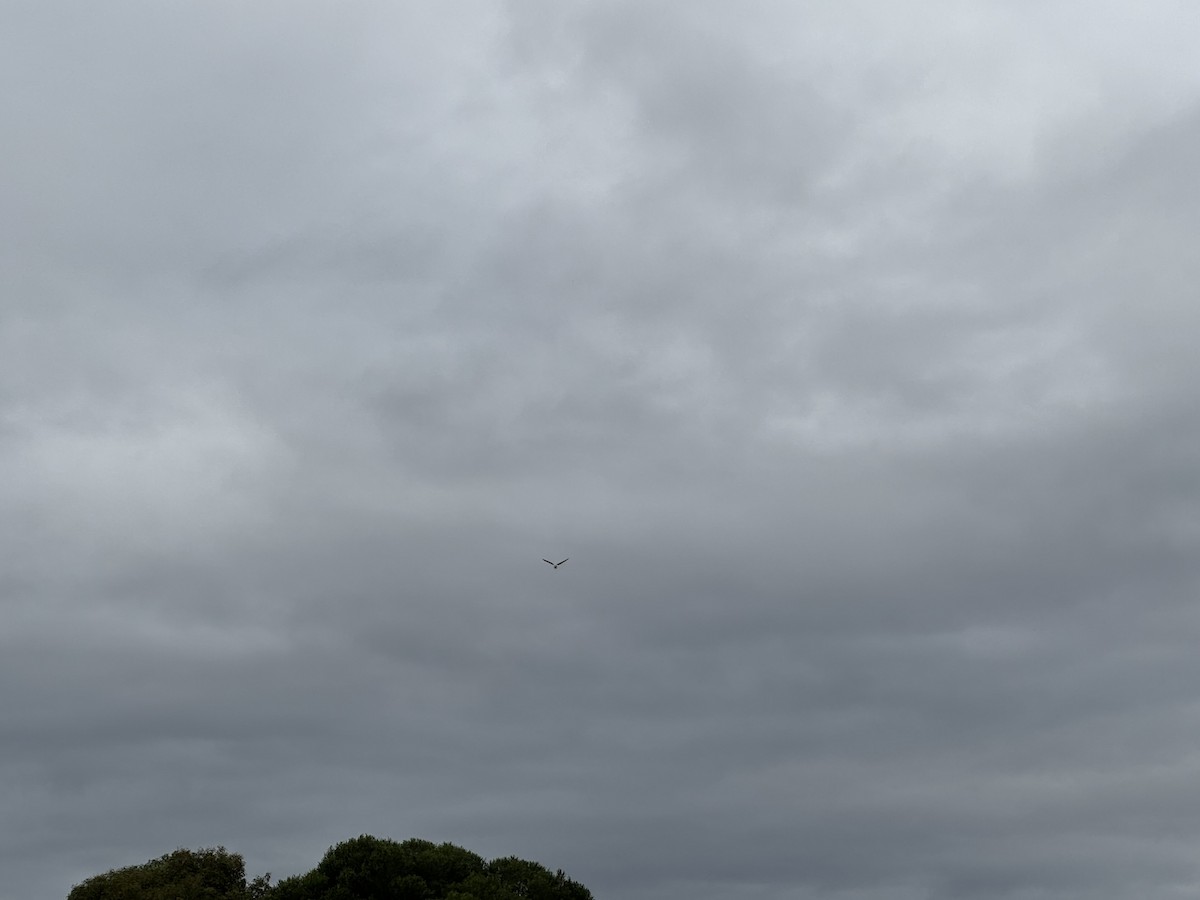 Black-shouldered Kite - ML620019221