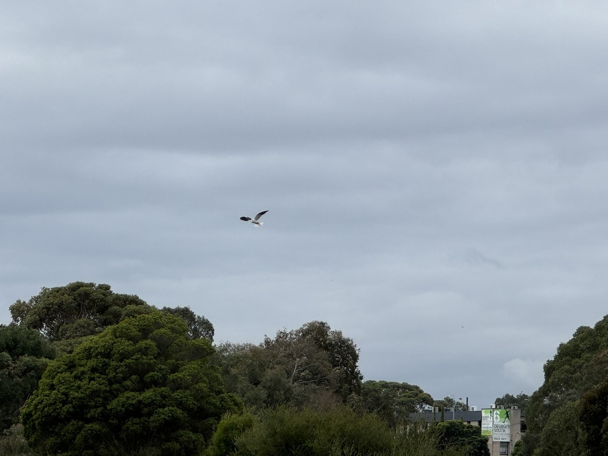 Black-shouldered Kite - ML620019223