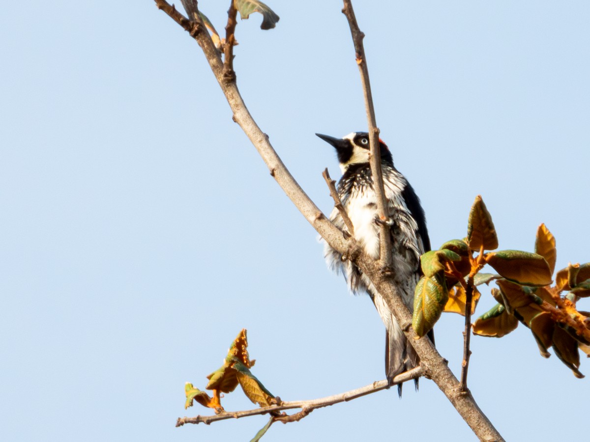 Acorn Woodpecker - ML620019238