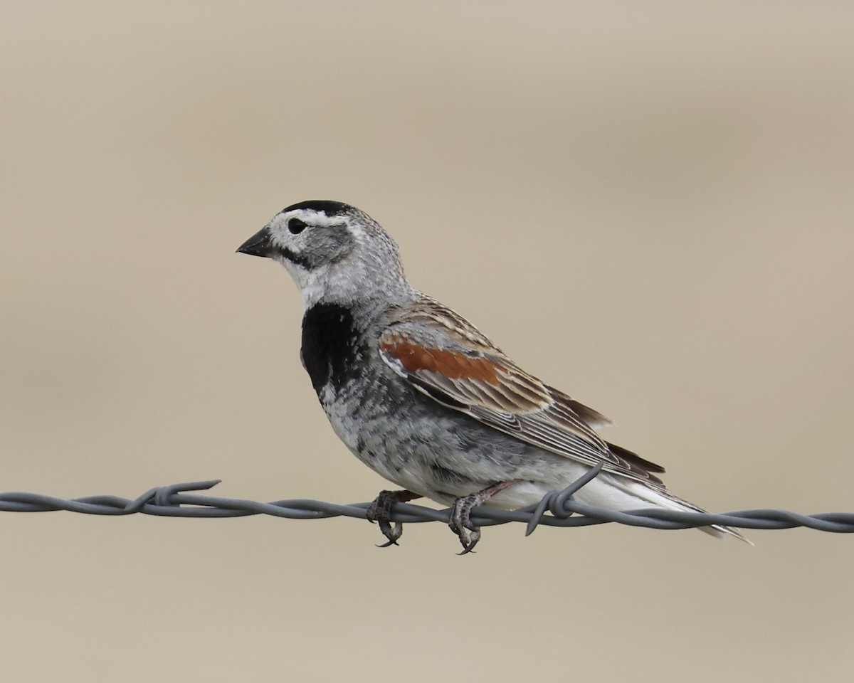 Thick-billed Longspur - ML620019248