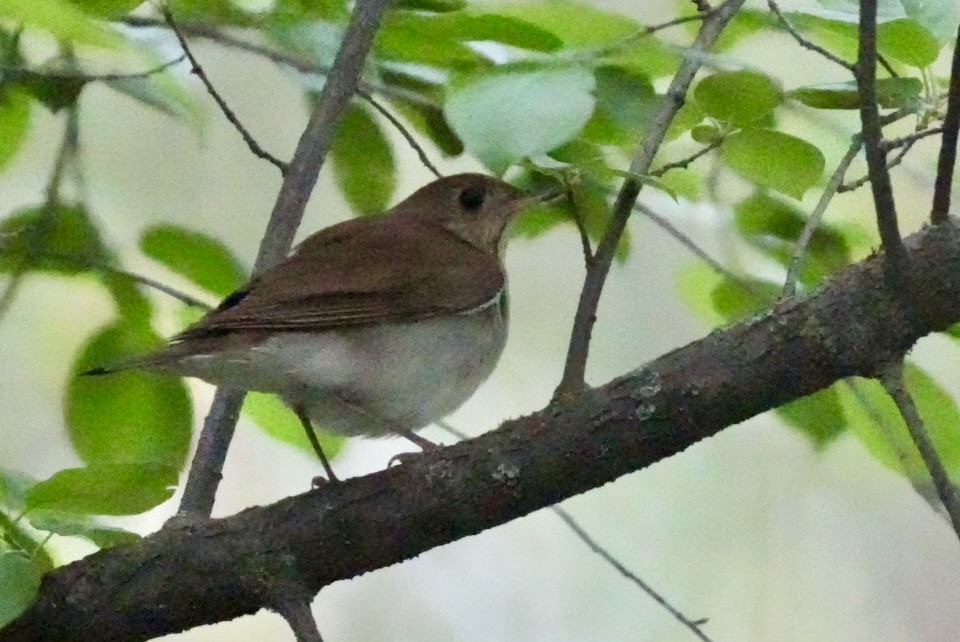 Veery - ML620019259