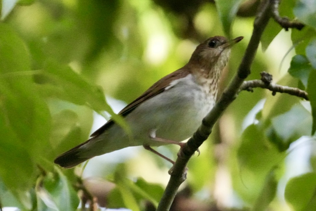 Veery - ML620019260