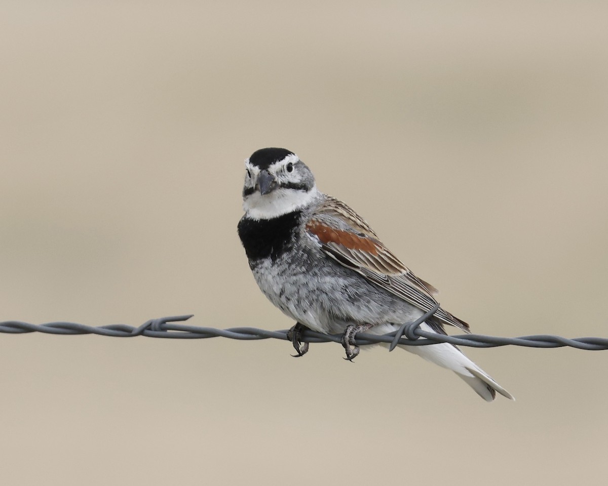 Thick-billed Longspur - ML620019262
