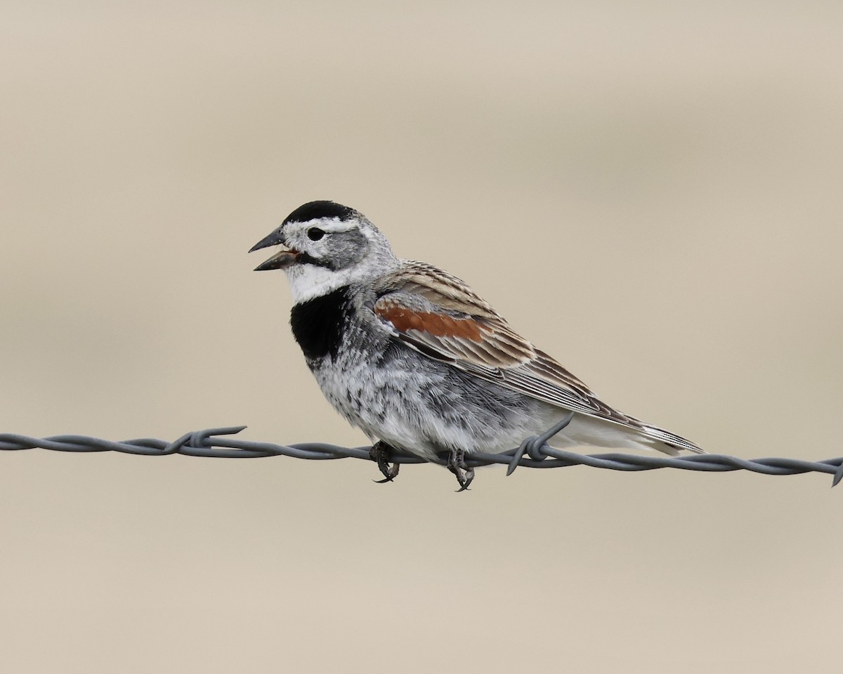 Thick-billed Longspur - ML620019263