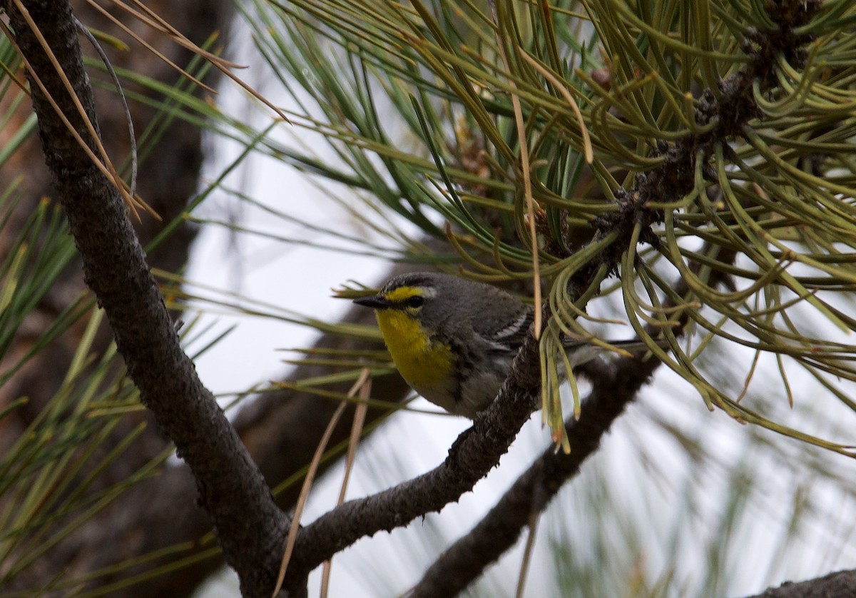 Grace's Warbler - ML620019285