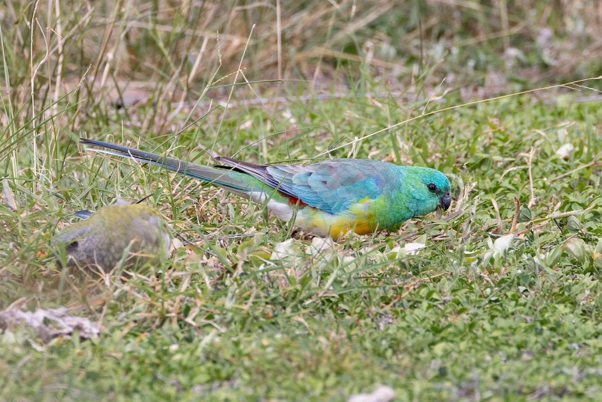 Red-rumped Parrot - ML620019328