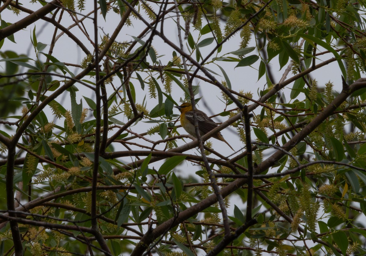 Bullock's Oriole - Bryan Vroom