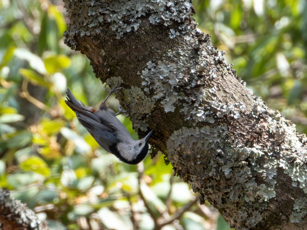 White-breasted Nuthatch - ML620019334