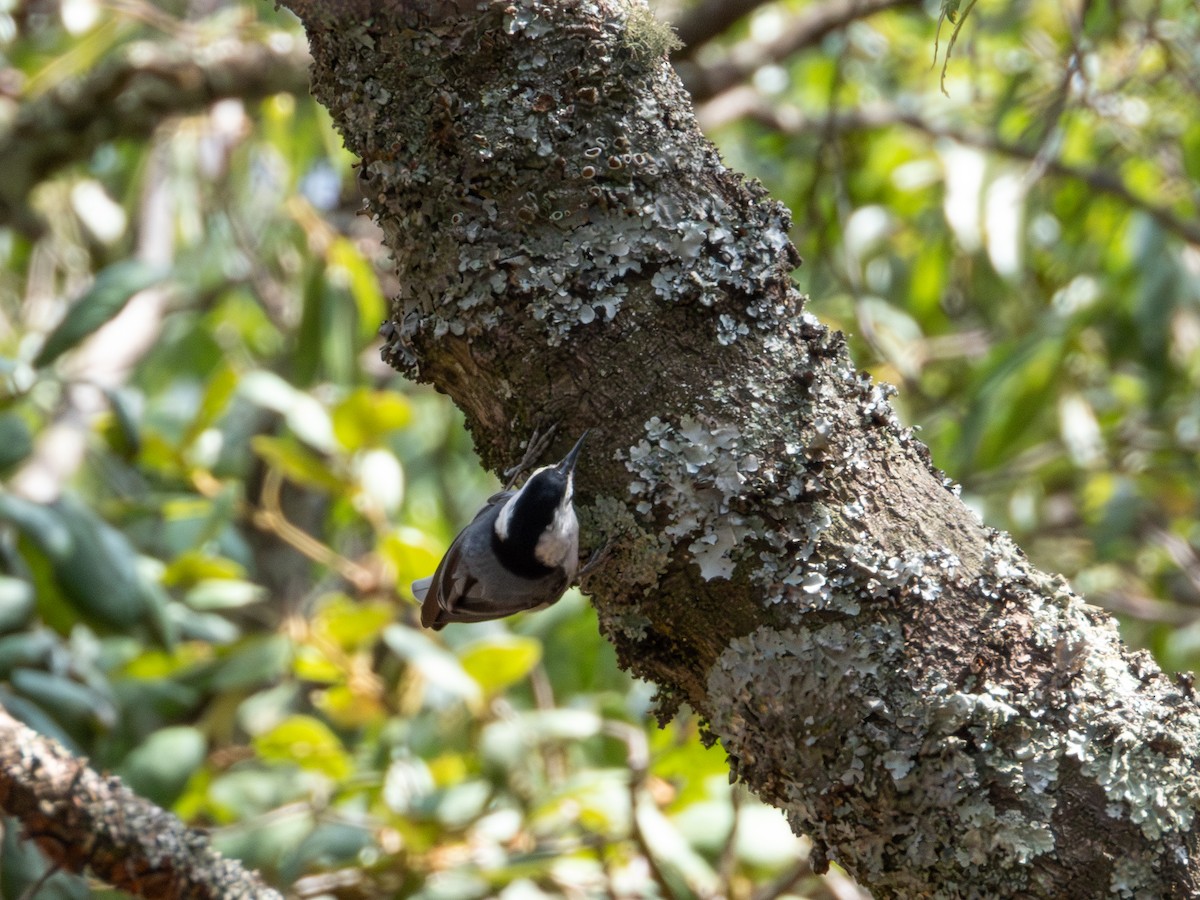 White-breasted Nuthatch - ML620019336