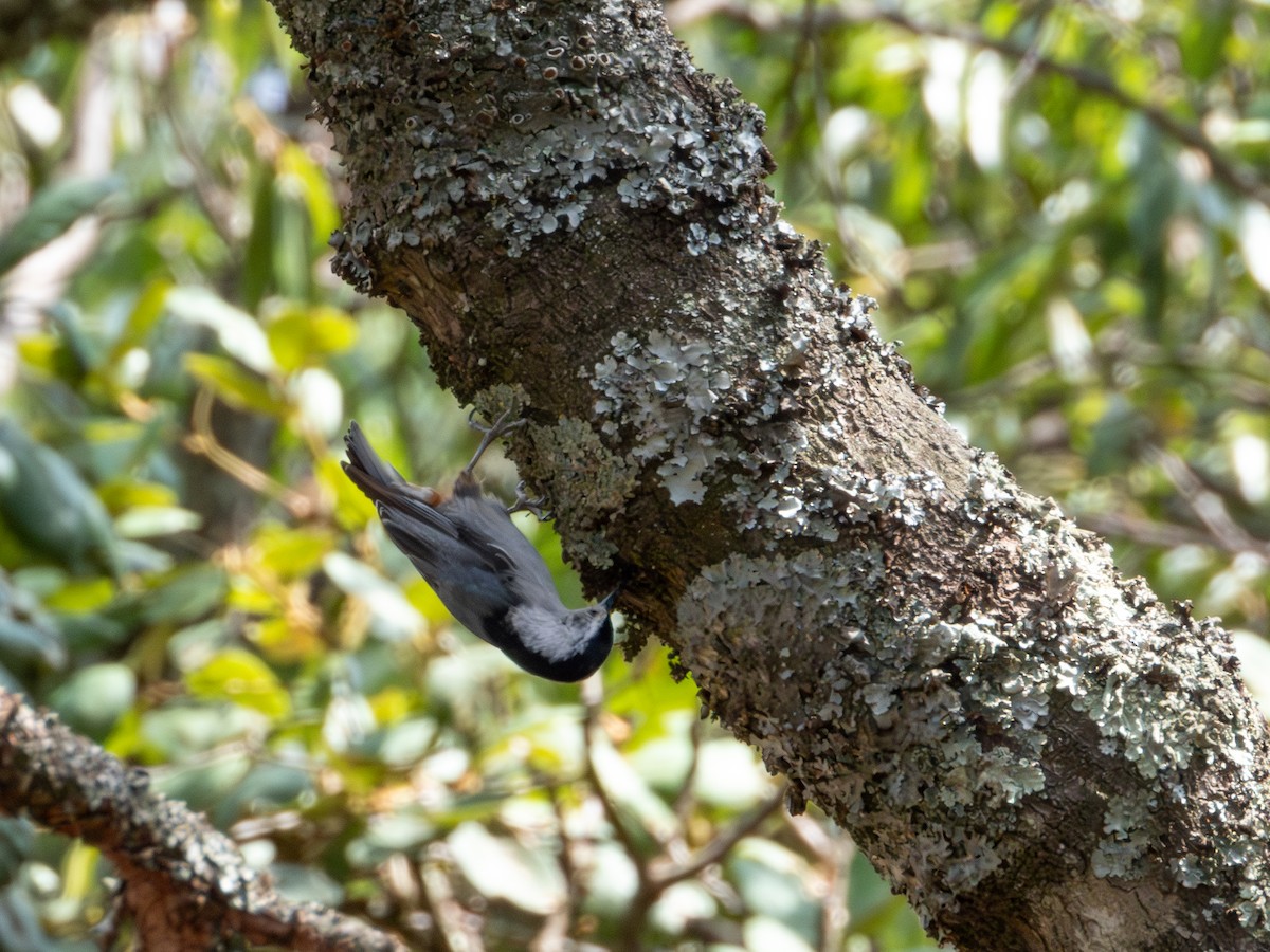 White-breasted Nuthatch - ML620019337