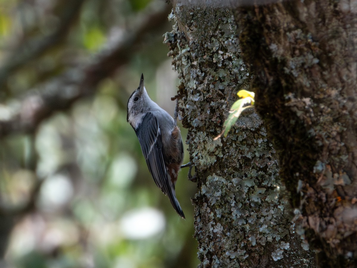 White-breasted Nuthatch - ML620019338