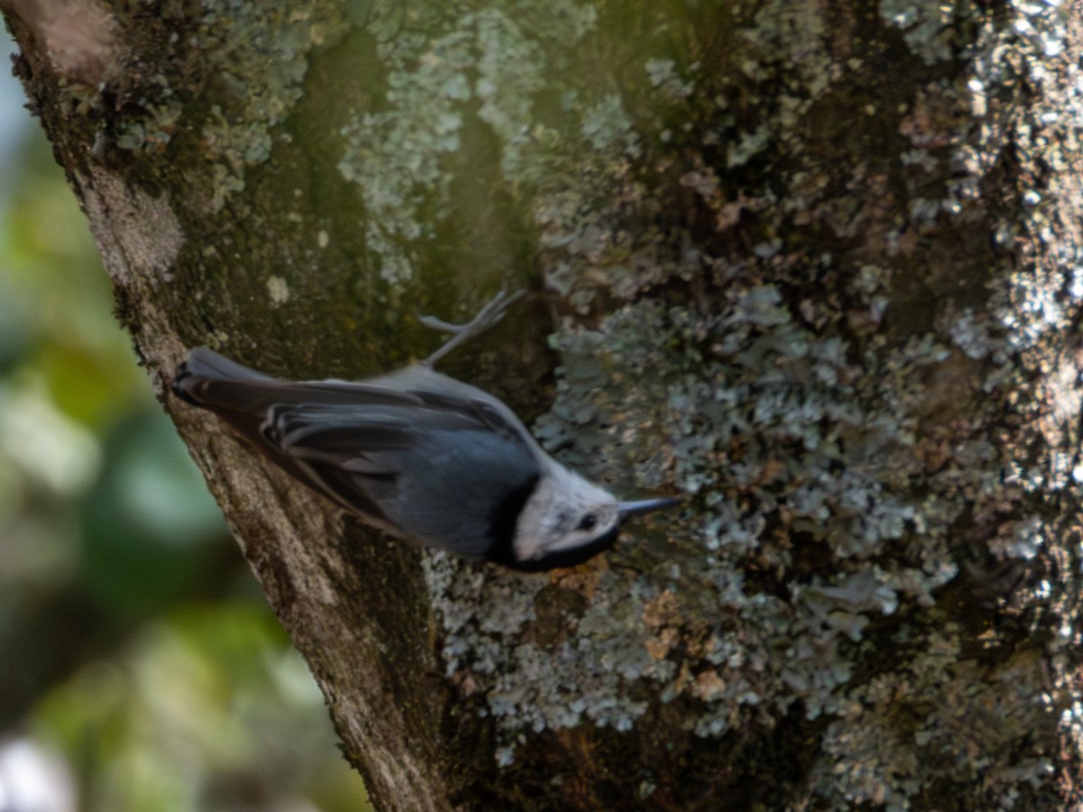 White-breasted Nuthatch - ML620019339