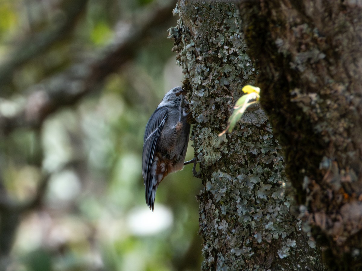 White-breasted Nuthatch - ML620019340