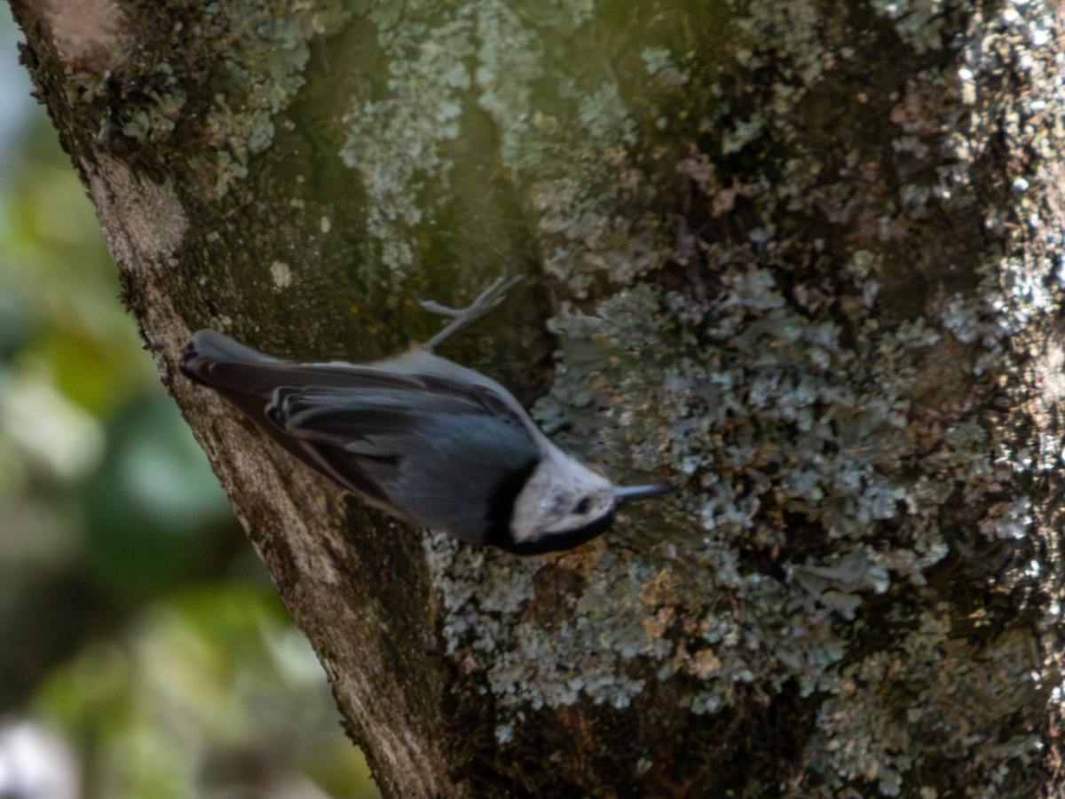 White-breasted Nuthatch - ML620019341