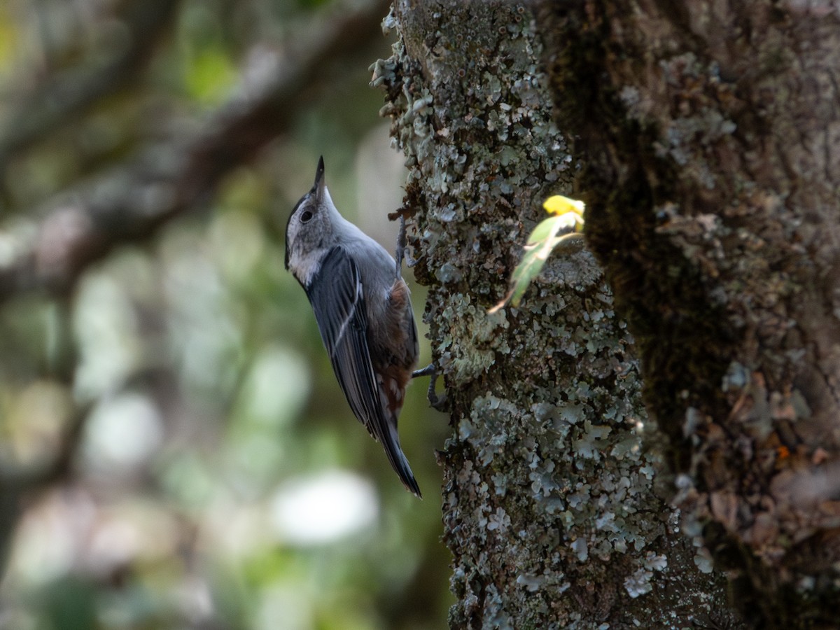 White-breasted Nuthatch - ML620019342