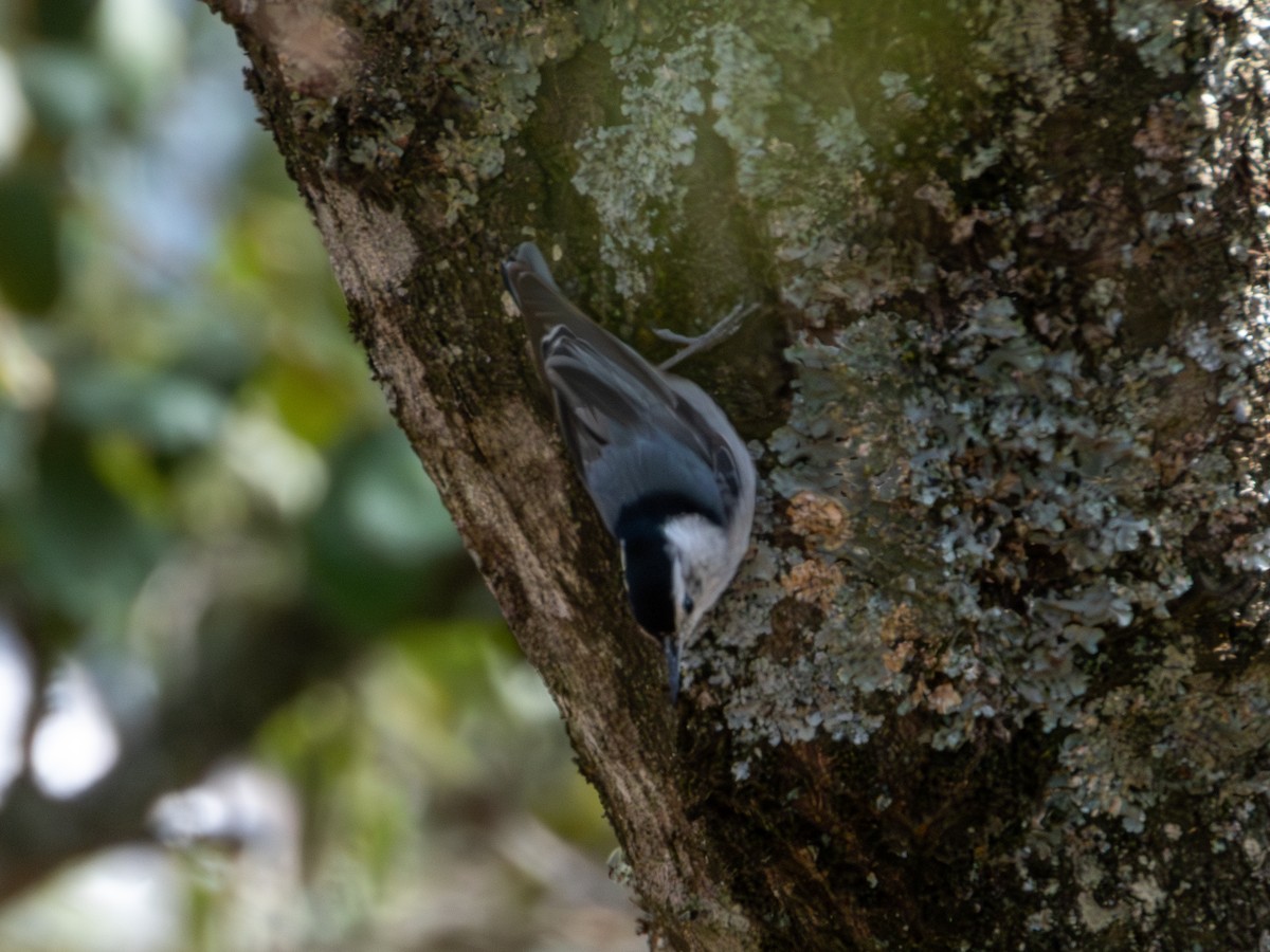 White-breasted Nuthatch - ML620019346