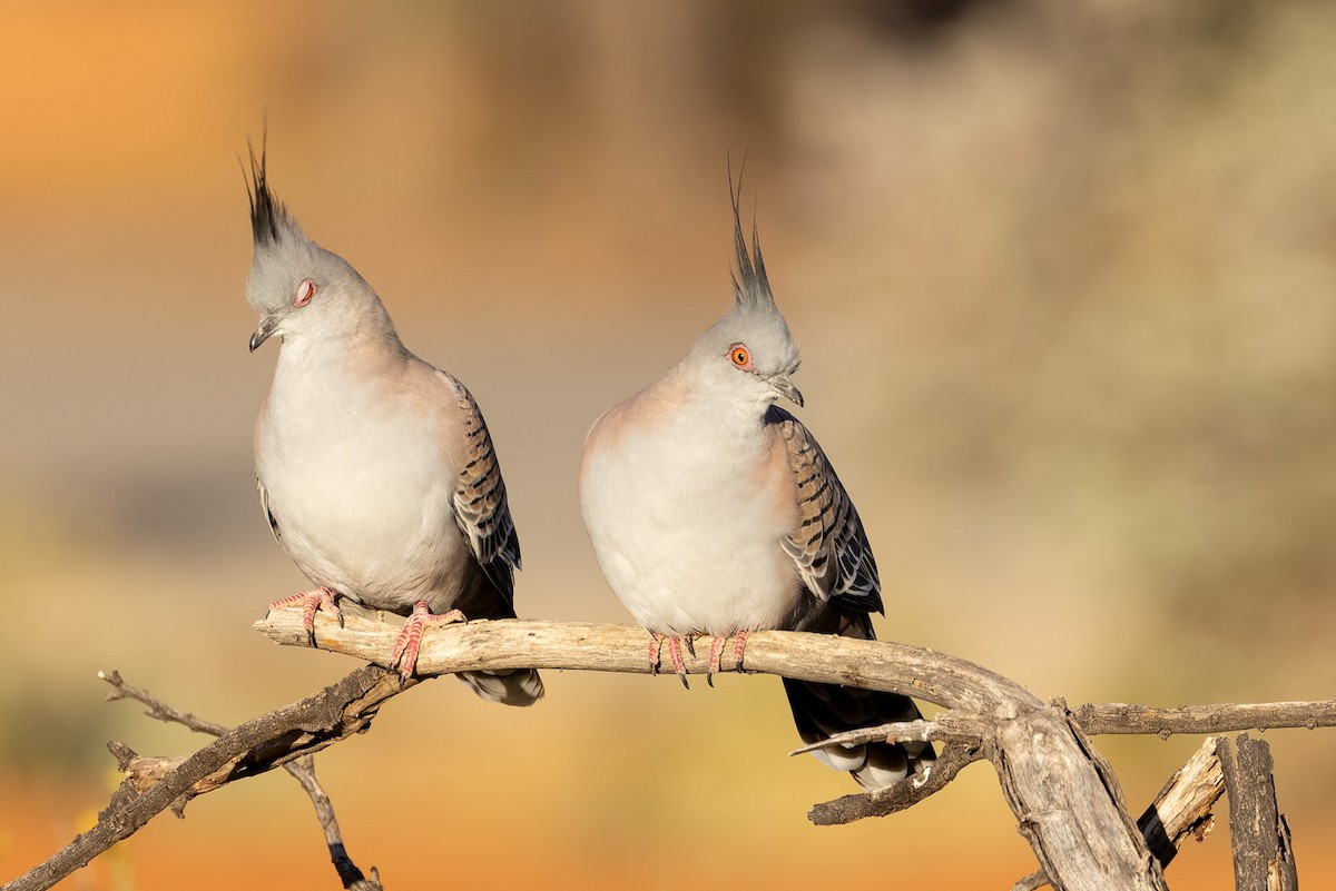 Crested Pigeon - ML620019376