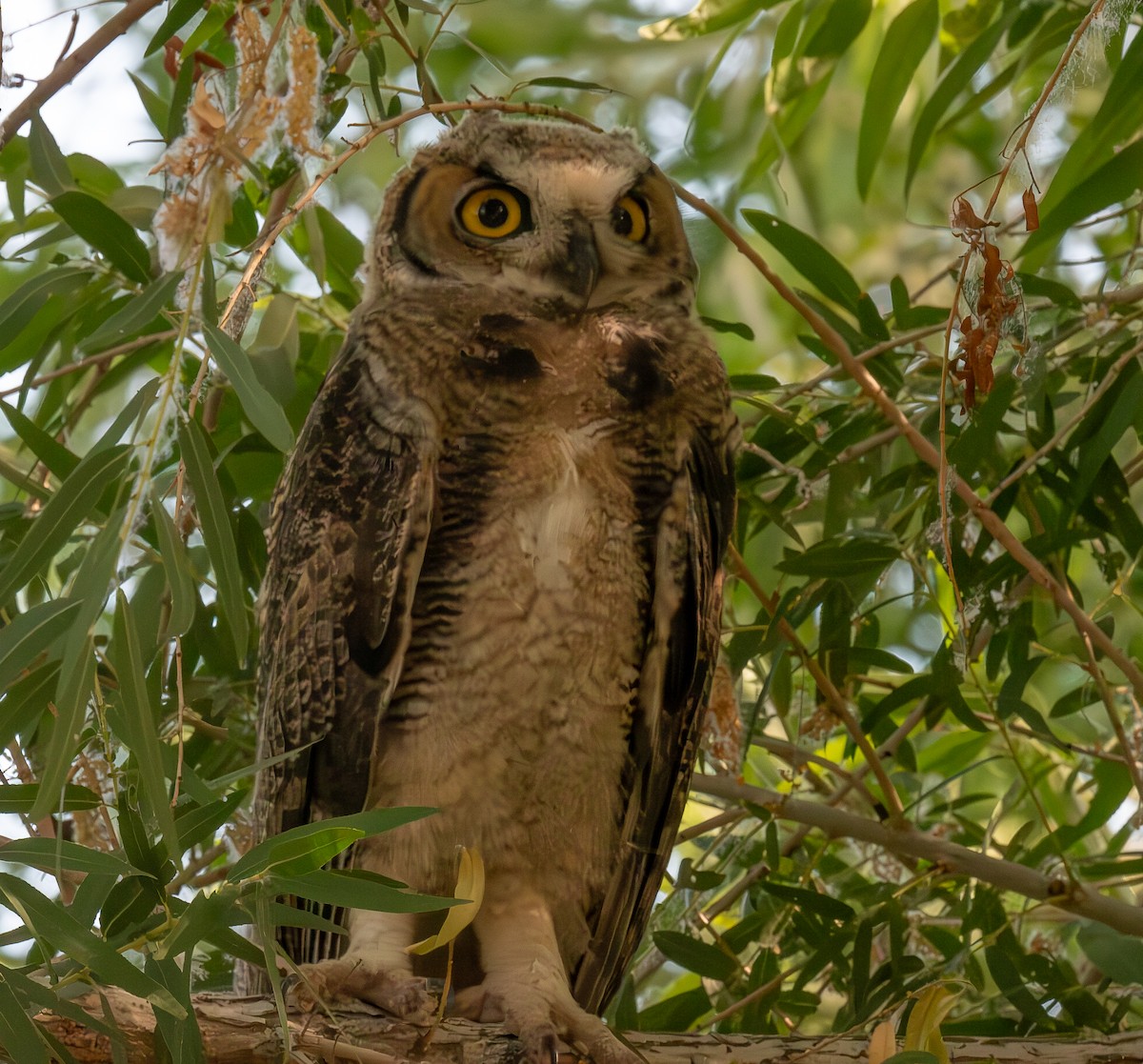 Great Horned Owl - ML620019387