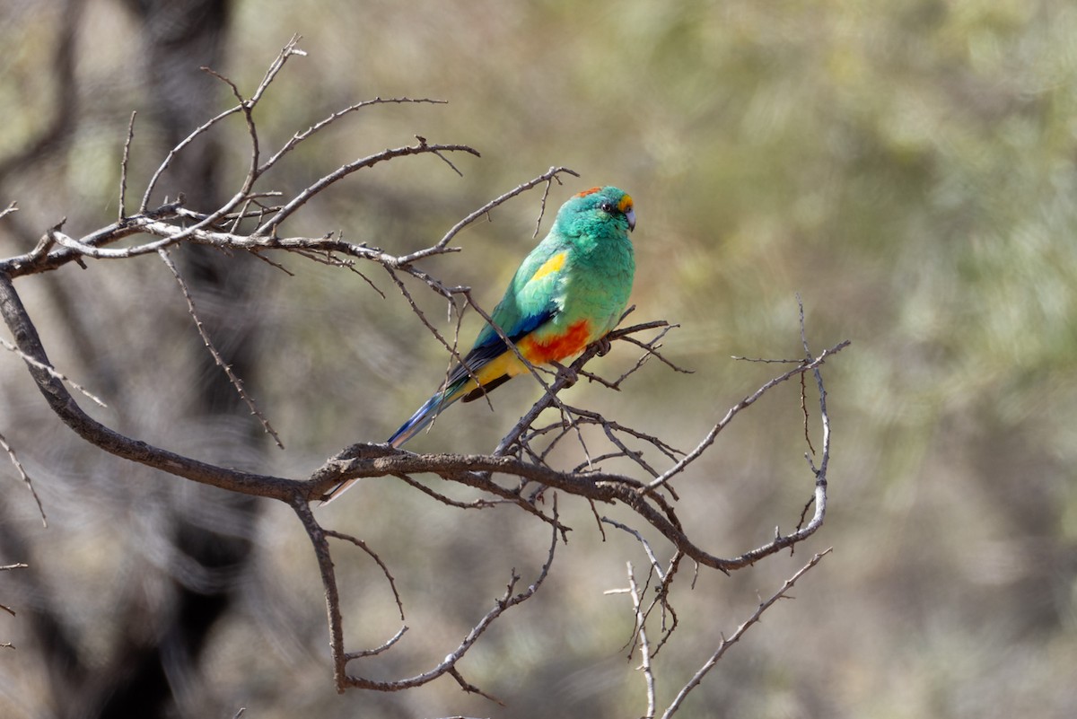 Разноцветный попугайчик - ML620019401