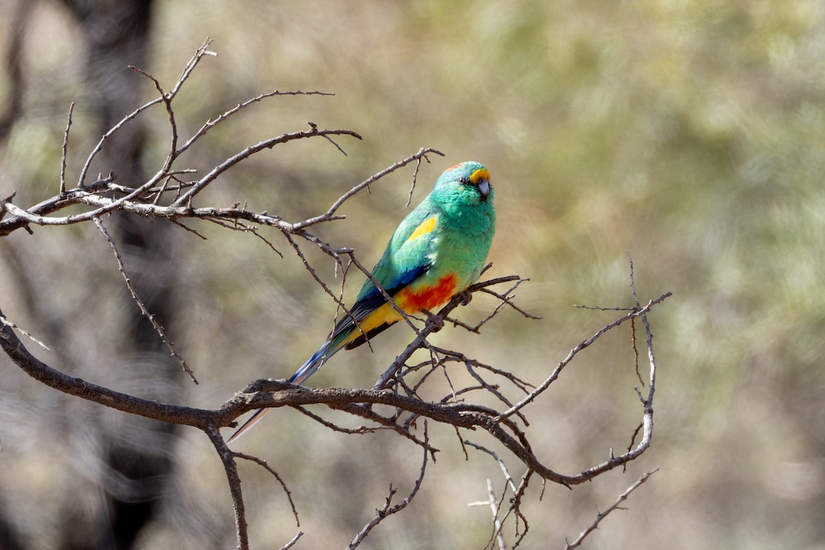 Разноцветный попугайчик - ML620019402